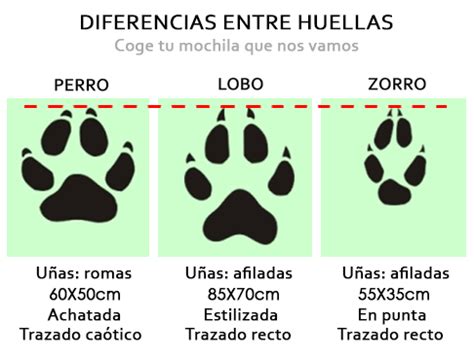 Cómo diferenciar la huella de un perro y la de un lobo